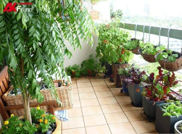 Chống nóng nhà ở khi trồng nhiều cây xanh
